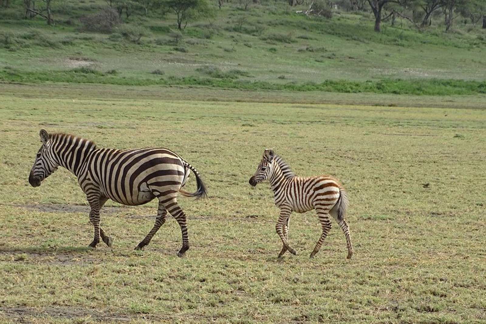 african-safari-tanzania-accomodation-holidays-safari-park-tour-tingitana-lodges-and-camps-10