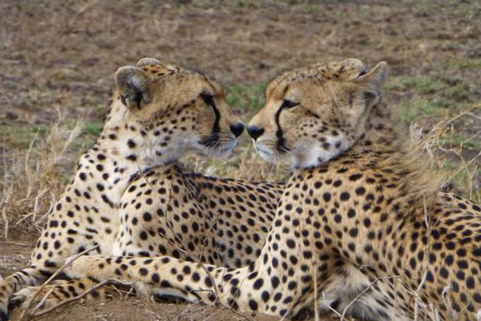 african-safari-tanzania-accomodation-holidays-safari-park-tour-tingitana-lodges-and-camps-6